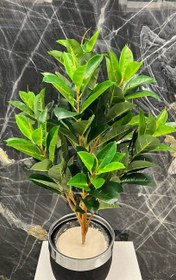 تصویر درختچه مصنوعی فیکوس 