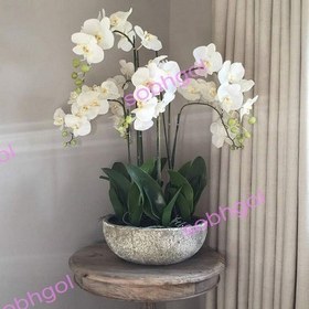 تصویر گل ارکیده ۵ شاخه مدل ORK12 