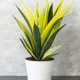 تصویر سانسوریا گلدفلیم Sansevieria Golden Flame