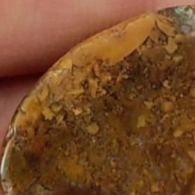 تصویر شجر پاییزه 