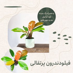 تصویر فیلودندرون پرتقالی پلاستیکی 