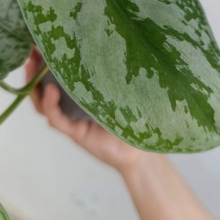 تصویر پتوس ببری 