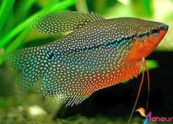 تصویر ماهی گورامی پرل یا مرواریدی 5الی 7سانت 