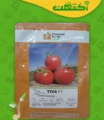 تصویر بذر گوجه تیوا ۵۰۰۰ عددی پربار و سفت 