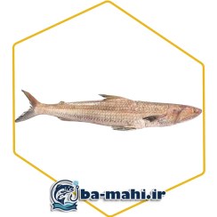 تصویر ماهی حسون (کریشو) 