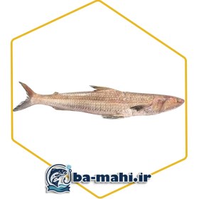 تصویر ماهی حسون (کریشو) 