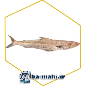 تصویر فروشگاه با ماهی