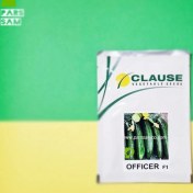 تصویر بذر خیار آفیسر کلوز 