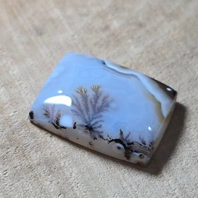 تصویر شجر قائن 