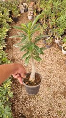 تصویر آدنیوم کوچک 