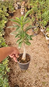 تصویر آدنیوم کوچک 