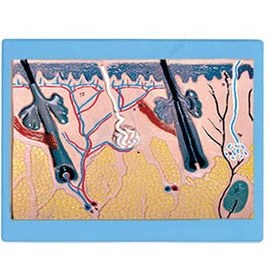 تصویر مولاژ پوست (دیواری) 