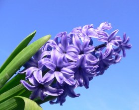 تصویر بودکور وينر سيليکوني گلبرگ و غنچه گل سنبل 210087 