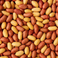 تصویر بادام زمینی آستانه 