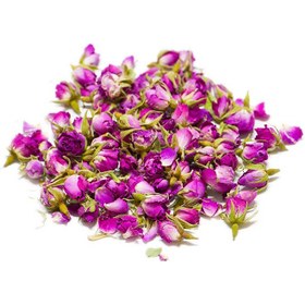 تصویر غنچه گل محمدی 