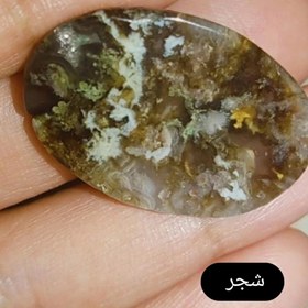 تصویر نگین شجر 