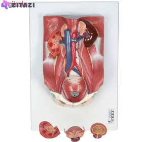 تصویر مولاژ دستگاه کلیه و دفع ادراری ا Modeling of kidney and urinary tract Modeling of kidney and urinary tract