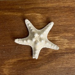 تصویر ستاره دریایی پارتریکی 