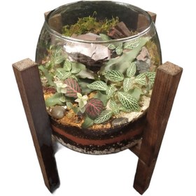 تصویر تراریوم گیاه طبیعی کد 102 