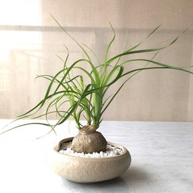 تصویر بذر گیاه آپارتمانی لیندا 5 عددی 