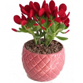 تصویر کاکتوس کراسولا 