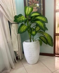 تصویر دیفن باخیا مناسب برای فضای سبز در محیط‌های اداری 