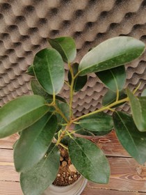 تصویر فیکوس جنگلی Ficus