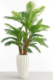 تصویر درختچه نخل کنتیا چندتنه چوبی پر حجم بدون گلدان 