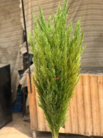 تصویر گل خشک قمیش 