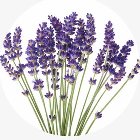 تصویر گیاه دارویی اسطوخودوس Lavandula officinalis 