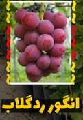 تصویر نهال انگور ردگلاب Red gelab grape