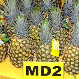تصویر نهال آناناس (MD2) 