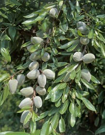 تصویر نهال بادام سنگی 