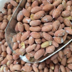 تصویر بادام زمینی آستانه اشرفیه 