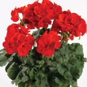 تصویر بذر شمعدانی قرمز پررنگ 5 عددی 