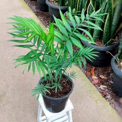 تصویر شامادورا سبز گیاه آپارتمانی محبوب و زیبا با ارتفاع حدود 40 سانتی متر 