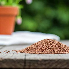 تصویر کنجد قهوه ای 