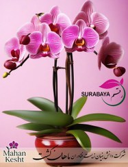 تصویر گیاه ارکیده فالانوپسیس SURABAYA 