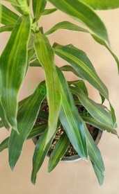 تصویر گیاه دراسنا بلالی 