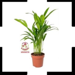 تصویر نخل اریکا : تصفیه کننده هوا و زیبایی بخش خانه شما! Areca Lutescens
