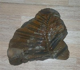 تصویر سنگ فسیل زامیتس پرسیکا 