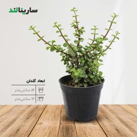 تصویر کراسولا خرفه‌ای 