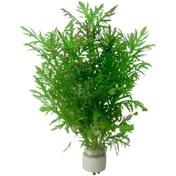 تصویر گیاه آبزی آکواریوم پلنت هیگروفلیا سرخسی Hygrophila Difformis( پک 4 شاخه) 