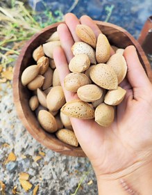 تصویر بادام سنگی و متفرقه Almond