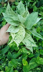 تصویر گل آپارتمانی پتوس مرمری پربوته 