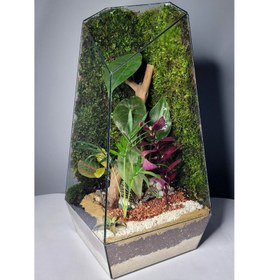 تصویر تراریوم ترارتوس مدل 01 