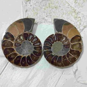 تصویر جفت فسیل آمونیت اصل سایز بزرگ کد4 