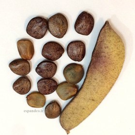 تصویر نهال ابریشم مصری 