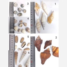 تصویر صدف رنگی 