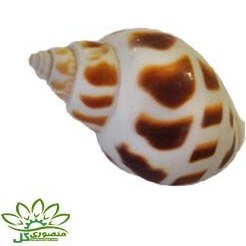 تصویر صدف دریایی کد ۰۷۳۱ 